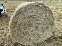 Eragrostis bales - Round / Big (For Sale) — फ़ोटो 3