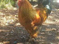 Chickens — photo 2