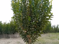 SADA KAYRAGACH (Chinni gujum) — Foto 3