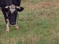 母牛, Russian Black pied cattle — 照片 2