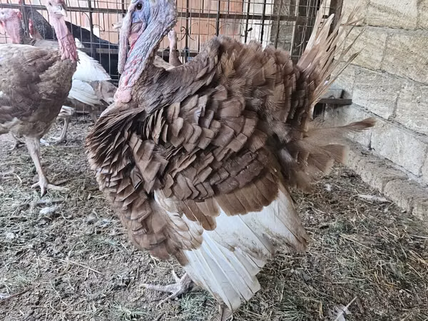 Breitbrüstig Weiß