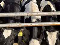Kuh, Russian Black pied cattle — Foto 4