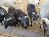 Ram, Ouessant sheep — photo 3