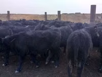 Быки до 1.5г. на мясо герефорды — Foto 3