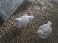 أمريكان غيم — الصورة 1