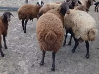 Хуц, Karakul sheep — 1 зураг