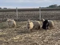 Sheep, Racka sheep — photo 2