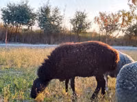Widder, Rhon sheep — Foto 4