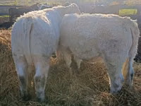 母牛, Charolais cattle — 照片 4