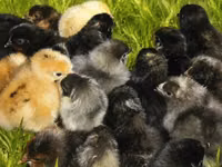 Chickens — photo 3