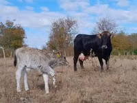 Vaca, Raza carpatiana marrón — foto 4
