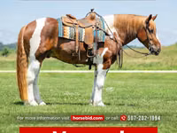 Horse (M), Pinto horses — photo 1