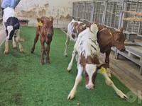 Bull, Cattle — photo 4