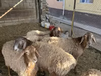 Oveja, Rhon sheep — foto 3