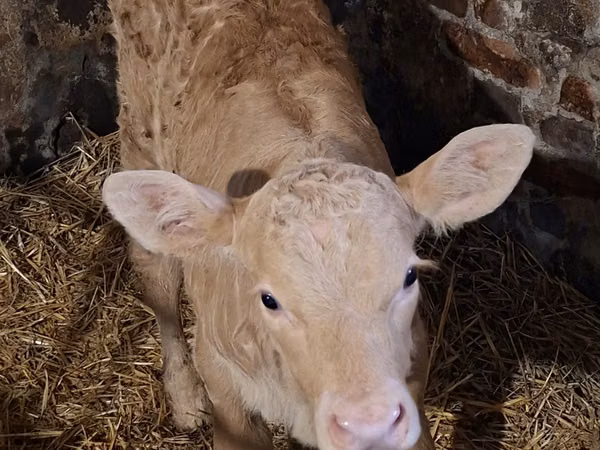 بقرة, Charolais cattle