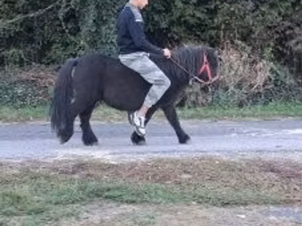 Hengst, Pferde
