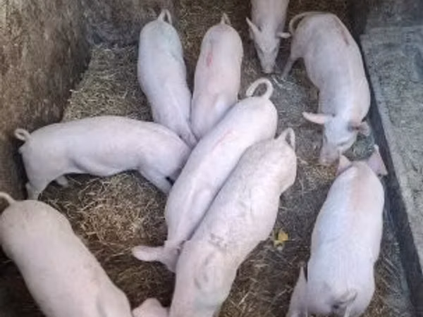 सूअर (लॉट, लिंग निर्दिष्ट नहीं), सूअर