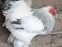 براهما — الصورة 3