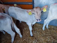 ثور, Simmental cattle — الصورة 4