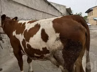 Cow, Simmental cattle — photo 1
