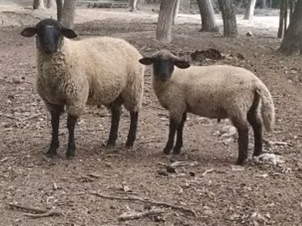 Хуц, White Suffolk sheep
