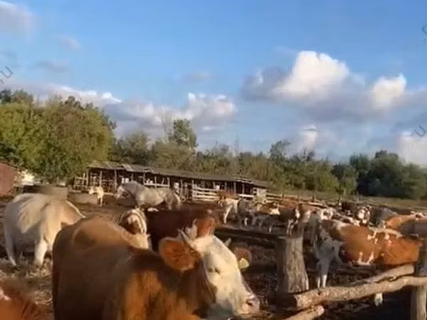 गाय, Simmental cattle
