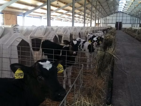 Cattle (batch, sex not specified), Holstein breed — Russia