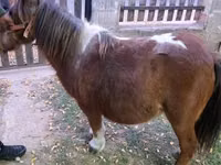 Mare, Miniature horse — photo 5
