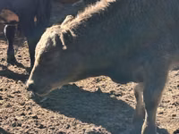 Toro, Aberdeen-Angus — foto 7