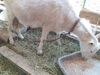 बकरी, Saanen goat — फ़ोटो 2