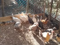 Guinea fowl — Foto 2