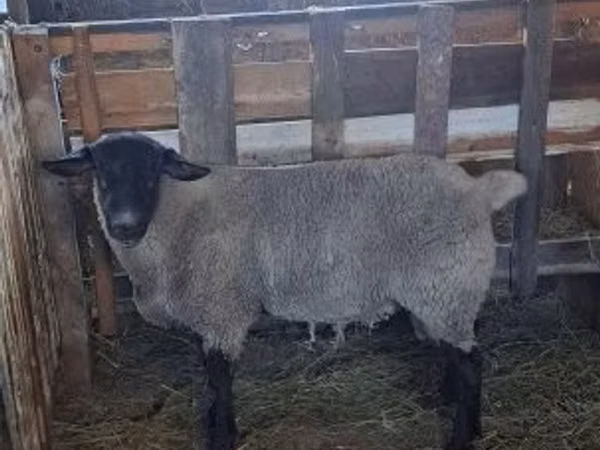 كبش, White Suffolk sheep
