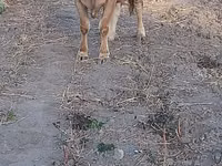 بقرة, Swiss cattle — الصورة 7