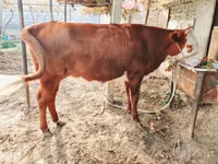 ثور, Simmental cattle — الصورة 1