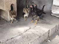 Chickens — फ़ोटो 1