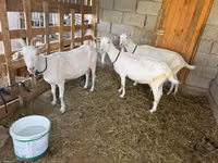 Cabra, Saanen goat — foto 4