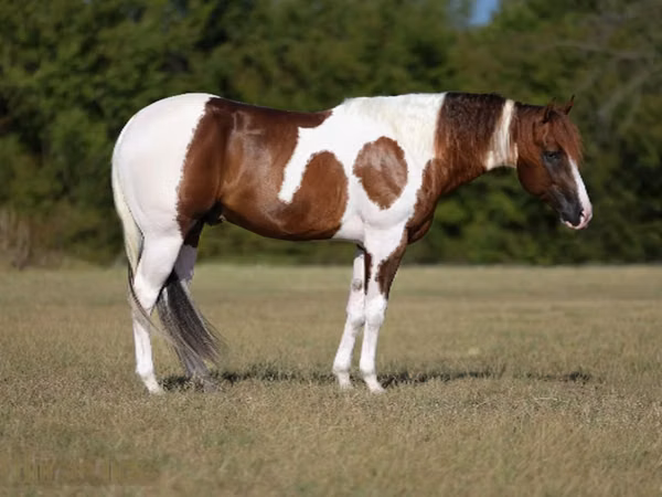 Horse (M), American paint horse