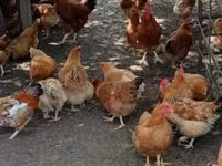 Chickens — 1 зураг
