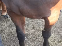 घोड़ी, Arabian horse — फ़ोटो 5