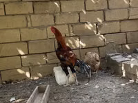 دجاج شمو — الصورة 3