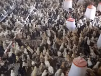 Chickens — 6 зураг