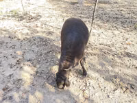 Carnero, Hissar sheep — foto 3