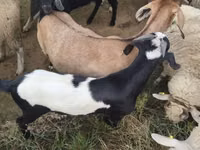 Billy Goat, Goats — photo 2