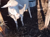 मेढ़ा, Lacaune sheep — फ़ोटो 1