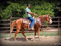 घोड़ा, American paint horse — फ़ोटो 4
