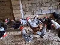 Chickens — Foto 7