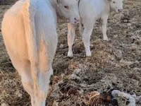 Bulle, Charolais cattle — Foto 5