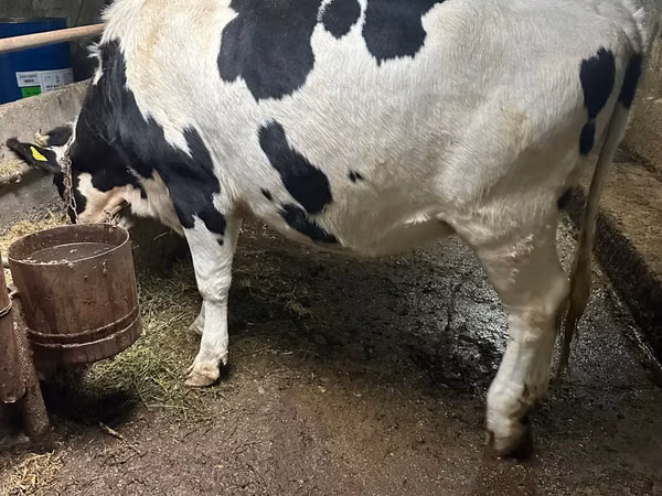 Үнээ, Russian Black pied cattle