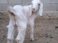 बकरा, Nubian Goat — फ़ोटो 3