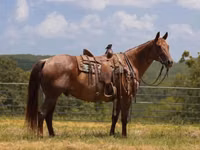 घोड़ा, Quarter Horse — फ़ोटो 2